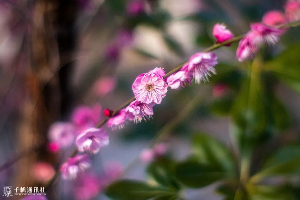檐流未滴梅花凍，一種清孤不等閑。