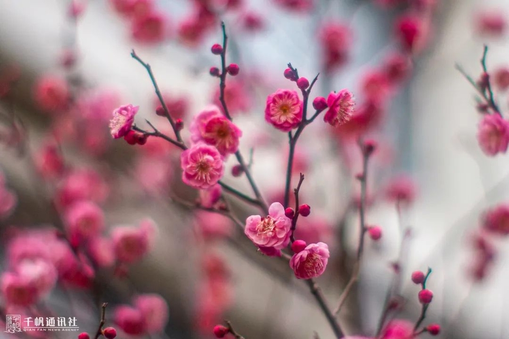 相思一夜梅花發，忽到窗前疑是君。