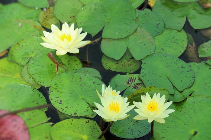 浪花拍打著心田