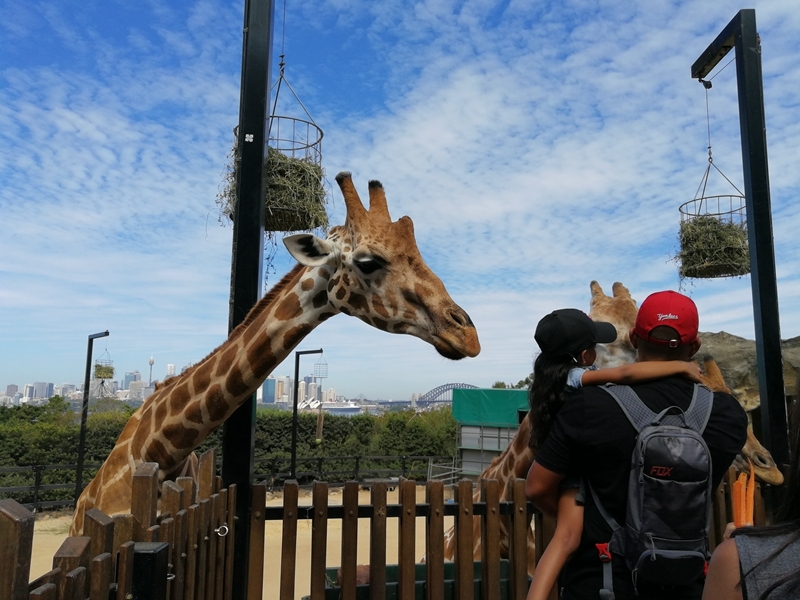 動物園-田鎮