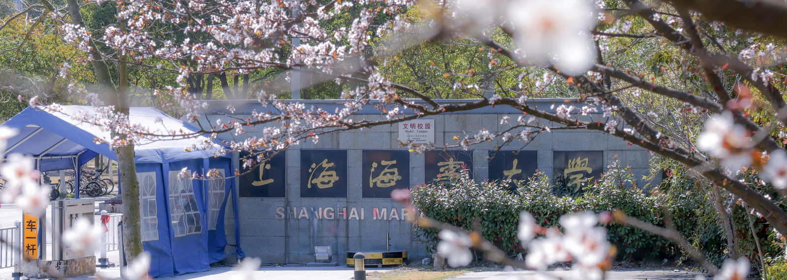 櫻花中的校門